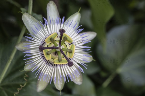 Blue passion flower (Passiflora caerulea), Veneto, Italy