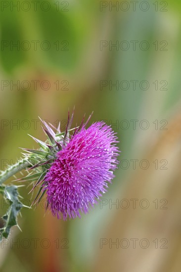 Flower head of the Musk Thistle (Carduus nutans, also known as nodding thistle), by the wayside, Rosenheim, Bavaria, Germany