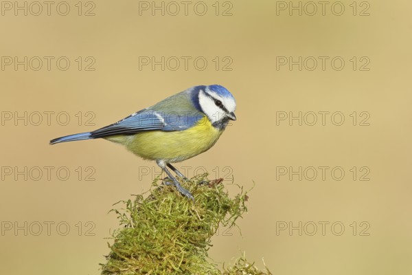 Blue tit (Parus caeruleus), sitting on moss-covered dead wood, Wilnsdorf, North Rhine-Westphalia, Germany