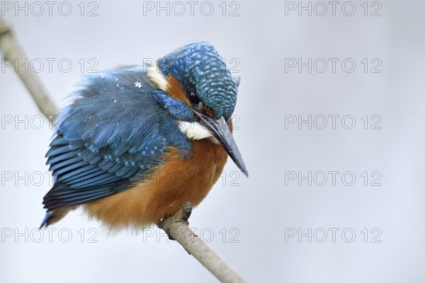 Iridescent blue and orange... Kingfisher (Alcedo atthis), male in winter in the snow, in light snowfall with snowflakes in its plumage, looking out for prey from its perch, Lower Rhine, North Rhine-Westphalia, Germany, Western Europe