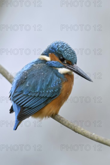 Iridescent blue and orange... Kingfisher (Alcedo atthis), male in winter in the snow, in light snowfall with snowflakes in its plumage, looking out for prey from its perch, Lower Rhine, North Rhine-Westphalia, Germany, Western Europe