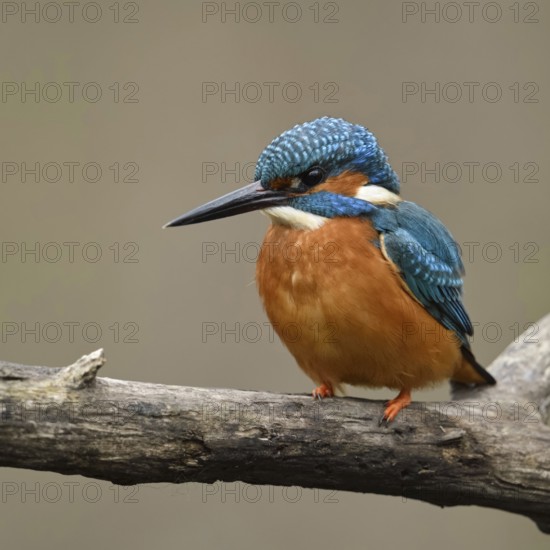 Bright orange breast... Kingfisher (Alcedo atthis), male, adult bird, on perching branch, frontal view of the colourful bird, detailed, native birdlife, wildlife, nature, Rhineland, Cologne Bay, Regier, North Rhine-Westphalia, Germany, Western Europe