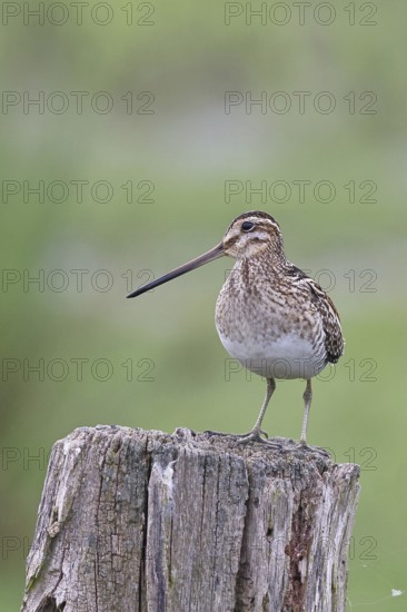 Snipe (Gallinago gallinago), standing on fence post of a pasture, on moorland, snipe birds, wildlife, nature photography, Ochsenmoor, Naturpark Dümmer See, Hüde, Lower Saxony, Germany