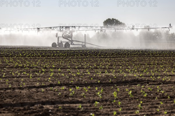 Hot days, little rainfall. Irrigation of young vegetable plants during drought in the fields of Neuhausen auf den Fildern, Baden-Württemberg, Germany