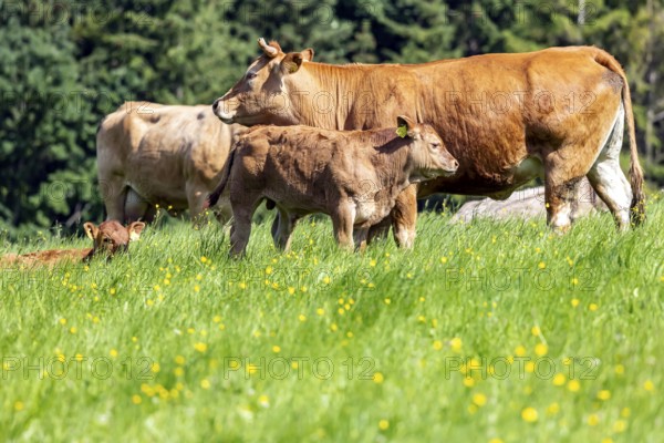 Pasture with cattle and young animals on the Swabian Alb. Amstetten, Baden-Württemberg, Germany
