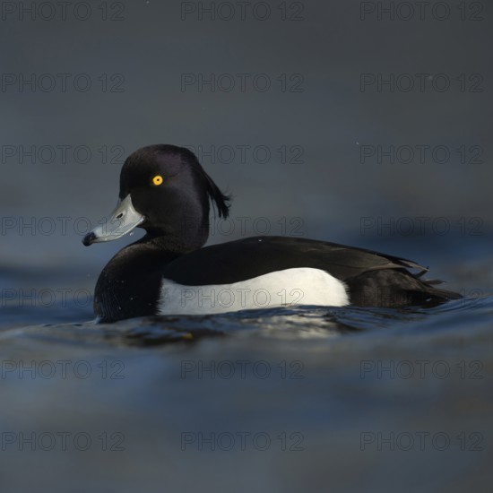 Bright yellow eyes... Tufted Duck (Aythya fuligula), male in fresh plumage, early spring, violet shimmering black and white plumage, blue bill with black tip, relatively common native wild duck, native nature, Lower Rhine, Rhineland, North Rhine-Westphalia, Germany, Western Europe
