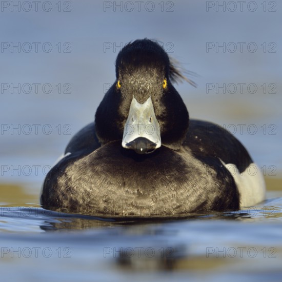 Direct gaze, insistent eye contact... Tufted duck (Aythya fuligula), relatively common native duck species, often travelling in larger flocks in winter, conspicuous due to black and white plumage and yellow eyes, native nature, Lower Rhine, Rhineland, North Rhine-Westphalia, Germany, Western Europe