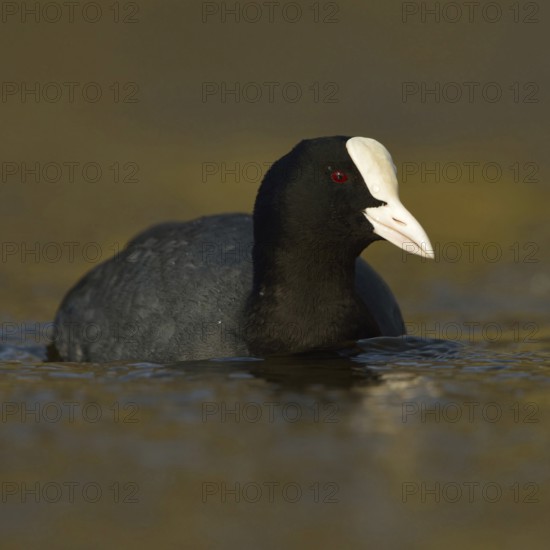 Golden light... Eurasian Coot rail (Fulica atra), common coot, frequently observed, generally known and conspicuous water bird at native waters, belongs, mostly unknown, to the crane birds, native nature, Lower Rhine, Rhineland, North Rhine-Westphalia, Germany, Western Europe