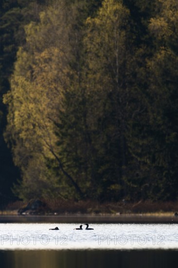 Fascinating birds... Black-throated diver (Gavia arctica), small group, flock, courtship display in spring on a remote lake somewhere in Sweden, native nature, southern Sweden, Sweden, Scandinavia, northern Europe