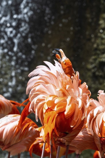 American flamingo, Phoenicopterus ruber, group of birds