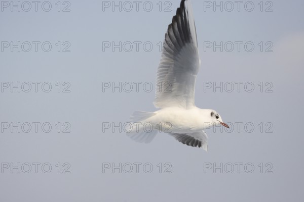 Black-headed Black-headed Gull (Chroicocephalus ridibundus) in a light dress, in gliding flight, Bavaria, Germany, Bavaria, Germany