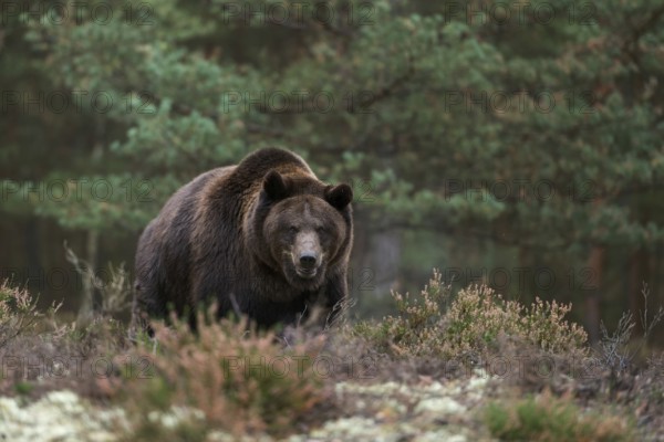 Terrifying... European brown bear (Ursus arctos), adult, particularly strong animal stands in a clearing in the forest, at the edge of the forest in the undergrowth, surprising encounter in the forest, dangerous animal, but prefers to retreat rather than attack humans, terrifying confrontation with our largest land predator, native nature, Central Europe