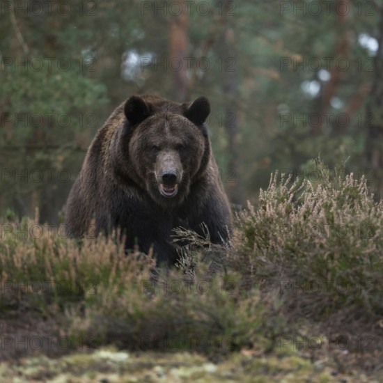Eye contact... European brown bear (Ursus (genus), adult, particularly strong animal, during an encounter in the forest, surprised bear in a defensive posture, showing its teeth, threatening, native nature, Central Europe