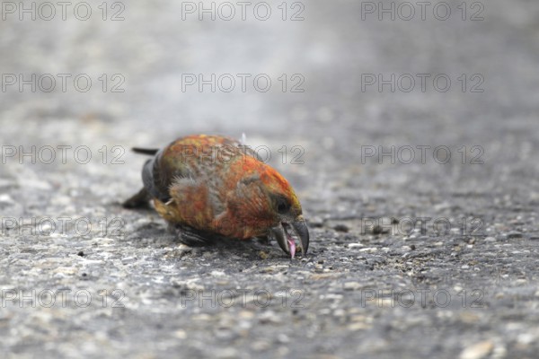 Spruce crossbill (Loxia curvirostra) male picks up minerals on a tarmac road, Allgäu, Bavaria, Germany, Allgäu, Bavaria, Germany