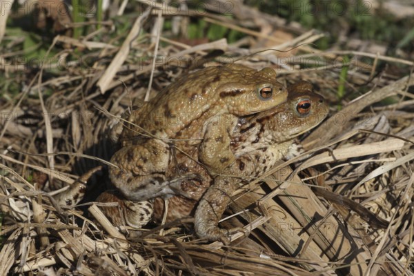 Common toads (Bufo bufo) Female carries male piggyback to spawning waters, Allgäu, Bavaria, Germany, Allgäu, Bavaria, Germany