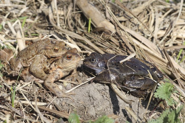 Common toad (Bufo bufo) pair encounters dark Common Frog (Rana temporaria) on the way to spawning waters, Allgäu, Bavaria, Germany, Allgäu, Bavaria, Germany