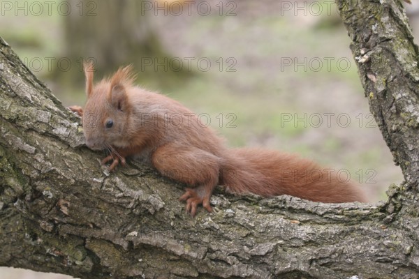 Squirrel (Sciurus) young, about 6 weeks old, Allgäu, Bavaria, Germany, Allgäu, Bavaria, Germany