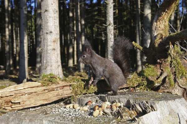 Squirrel (Sciurus) feeding in winter in the forest, Allgäu, Bavaria, Germany, Allgäu, Bavaria, Germany