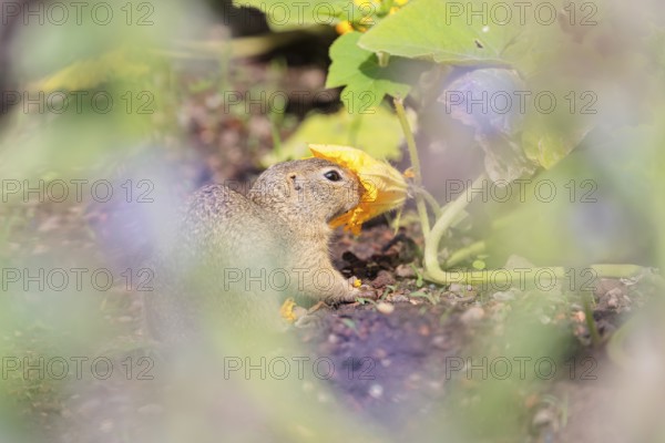A young European ground squirrel (Spermophilus citellus) or European souslik stands in an agricultural field and eats from the pumpkin blossoms