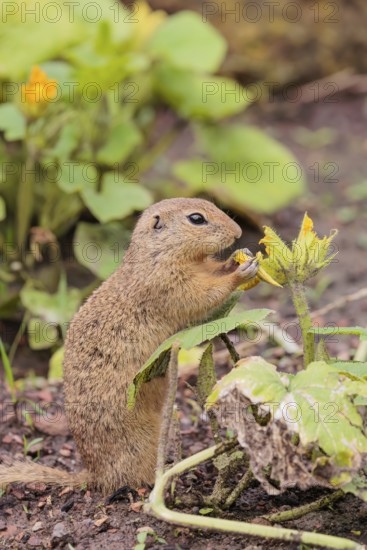A European ground squirrel (Spermophilus citellus) or European souslik stands in an agricultural field and eats from the blossoms