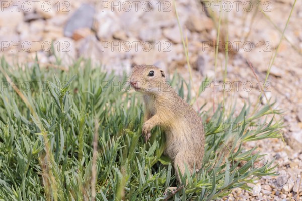 A young European ground squirrel (Spermophilus citellus) or European souslik stands on a gravel hill in a green island of a plant