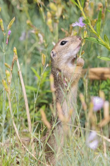 A young European ground squirrel (Spermophilus citellus) or European souslik stands in a meadow with tall green vegetation and eats from it
