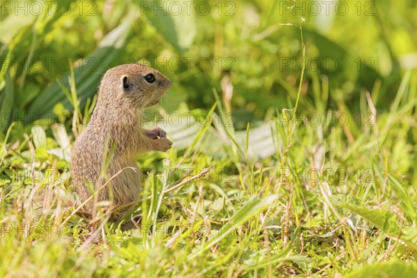A young European ground squirrel (Spermophilus citellus) or European souslik stands in a meadow with tall green vegetation on a sunny day and eats from it