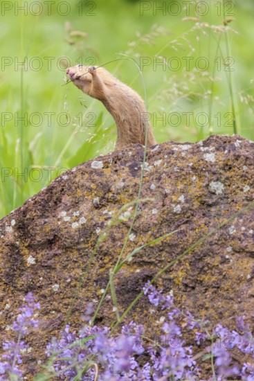 An adult European ground squirrel (Spermophilus citellus) or European souslik stands on a rock in a meadow with tall green vegetation and eats from it