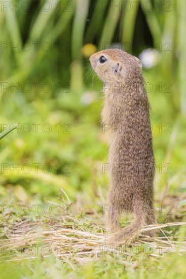 An adult European ground squirrel (Spermophilus citellus) or European souslik stands in a meadow with tall green vegetation on a sunny day