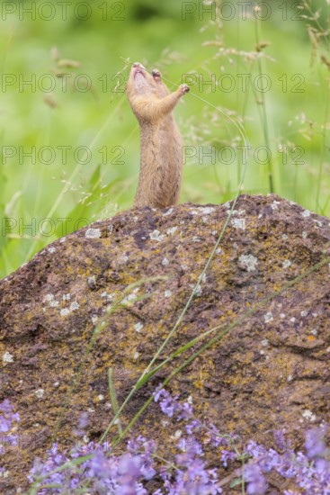 An adult European ground squirrel (Spermophilus citellus) or European souslik stands on a rock in a meadow with tall green vegetation and eats from it