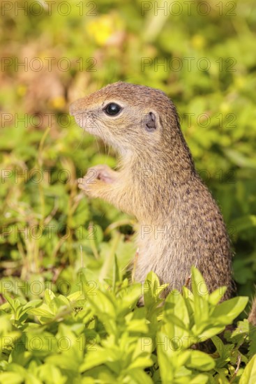 A young European ground squirrel (Spermophilus citellus) or European souslik stands in a meadow with tall green vegetation on a sunny day and eats from it