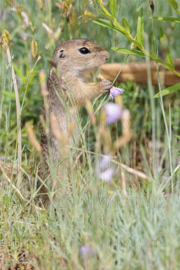 A young European ground squirrel (Spermophilus citellus) or European souslik stands in a meadow with tall green vegetation and eats from it