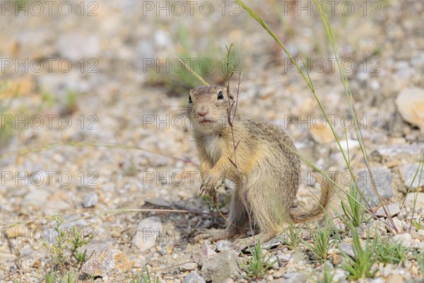 A young European ground squirrel (Spermophilus citellus) or European souslik stands on a gravel hill close to its den