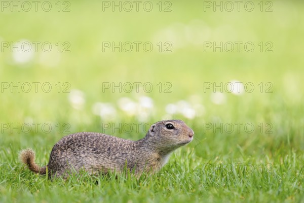 An adult European ground squirrel (Spermophilus citellus) or European souslik lies on a mowed green meadow