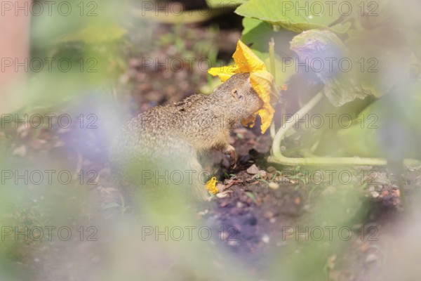 A young European ground squirrel (Spermophilus citellus) or European souslik stands in an agricultural field and eats from the pumpkin blossoms