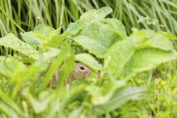 An adult European ground squirrel (Spermophilus citellus) or European souslik stands in a meadow with tall green vegetation, partially obscured by green vegetation