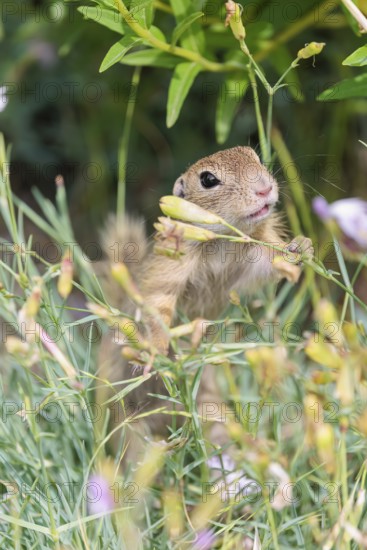 A young European ground squirrel (Spermophilus citellus) or European souslik stands in a meadow with tall green vegetation and eats from it