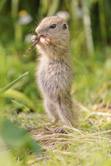 A young European ground squirrel (Spermophilus citellus) or European souslik stands in a meadow with tall green vegetation on a sunny day and eats from it