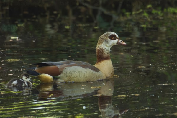 A Nile Goose (Alopochen aegyptiaca) swims comfortably with a chick on a pond in the forest, animal photo, nature photo, wildlife, fauna, Neustadt am Rübenberge, Hanover Region, Lower Saxony, Germany
