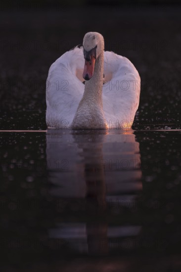 A Mute Swan (Cygnus olor) swimming on the Steinhuder Meer in the evening light, animal photo, bird, bird species, nature photo, wildlife, fauna, Hagenburg, Lower Saxony, Germany