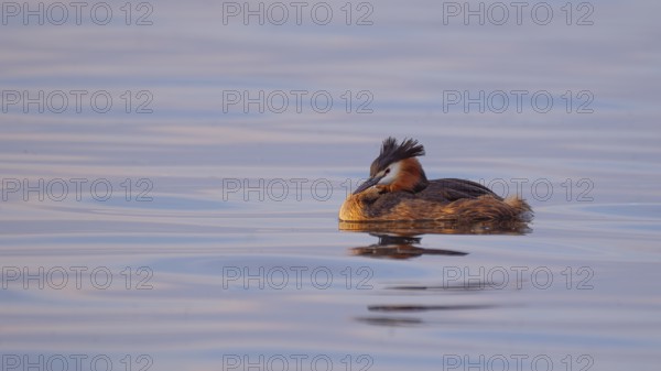 A great crested grebe (Podiceps Scalloped ribbonfish) swimming on the Steinhuder Meer, animal photo, bird, bird species, nature photo, wildlife, fauna, Hagenburg, Lower Saxony, Germany