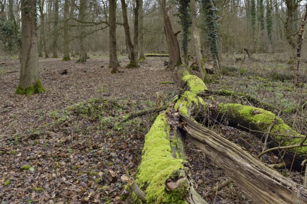 Deadwood in the forest... Hambach Forest, North Rhine-Westphalia, old, species-rich, natural residual forest in North Rhine-Westphalia, natural forest cell, ancient oak-hornbeam mixed forest, natural forest. Deadwood is an important component of natural ecosystems, provides habitat for a variety of species, including fungi, insects, birds and mammals, also contributes to forest regeneration and has a positive effect on soil quality, native nature, Germany, Western Europe