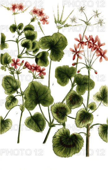 Cranesbill plants of the species Geranium Africanum, historical, digitally restored reproduction from a 19th century model
