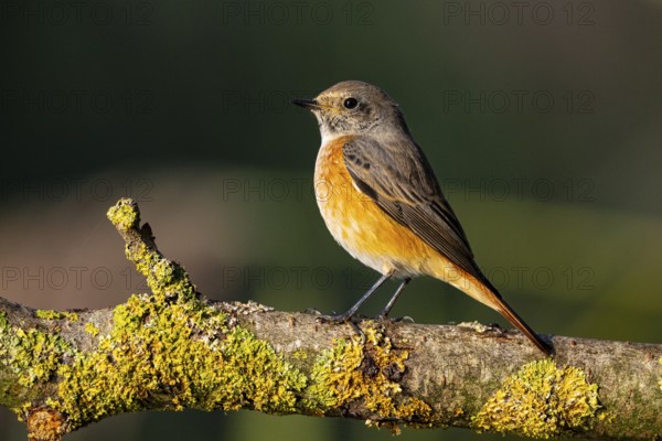 Redstart (Phoenicurus phoenicurus) Germany