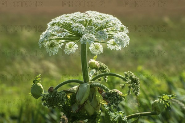 Flowering Giant Hogweed, (Heracleum mantegazzianum) an invasive species that is difficult to eradicate, in Glemminge, Ystad Municipality, Skåne County, Sweden, Scandinavia