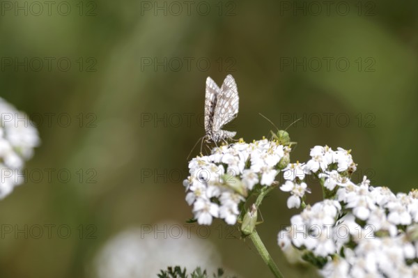 Lattice bug (Chiasmia clathrata), common yarrow (Achillea millefolium), bug, summer, nature, pretty, Various insects sit on the flower of the yarrow