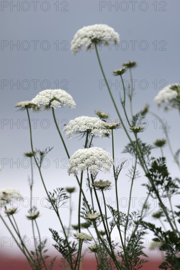 Wild carrot (Daucus carota subsp. carota), flowers, plant