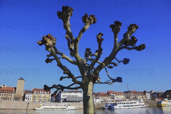 Pruning, pruned plane trees, here on the banks of the Main in Würzburg, Lower Franconia, Bavaria, Germany