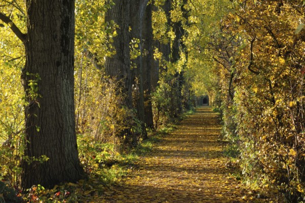 Autumn atmosphere... Avenue of trees and bushes, leaves changing colour in autumn, colourful golden October, hiking trail between Latumer See and Herrenbusch covered in colourful foliage, local nature, weather conditions, Meerbusch, Rhein-Kreis Neuss, North Rhine-Westphalia, Germany, Western Europe