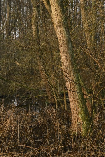 In the quarry forest, swamp forest... Meerbusch (Lanker Bruch), swampy alluvial forest, alder swamp forest in the area of a Rhine siltation loop, old Rhine, endangered native nature, landscape in North Rhine-Westphalia, Germany, Meerbusch, Rhine district Neuss, North Rhine-Westphalia, Western Europe